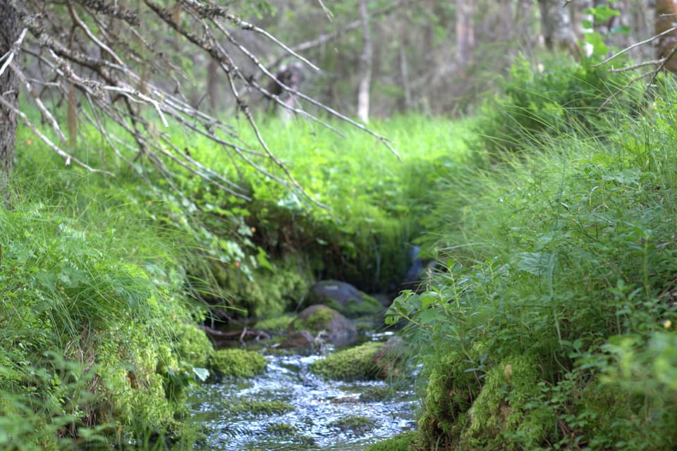 Grönt är skönt, bidrag till besöksnäring, ligister i Väja, m.m.